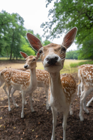Spotted Deer in a Wooded Setting at a Deer Zoo in Utrecht, Netherlands