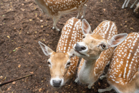 Close Up of Spotted Deer in a Zoo in Utrecht, Netherlands