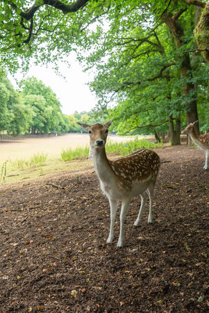 Spotted Deer in a Shaded Park Setting in Utrecht, Netherlandsの写真素材