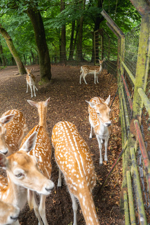 Spotted Deer in a Shaded Enclosure at a Zoo in Utrecht, Netherlandsの写真素材