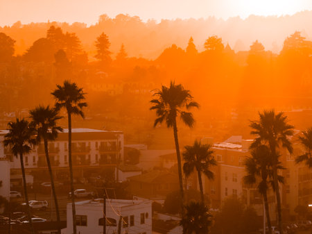 Golden Sunset Over Framed by Silhouetted Palm Trees