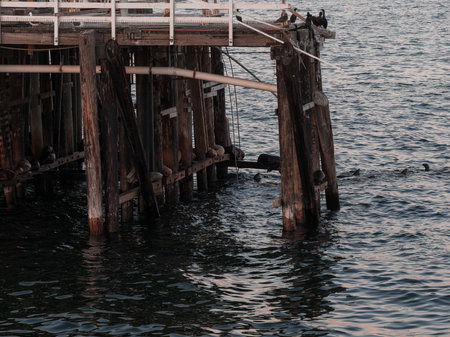 Wooden Pier with Birds and Sea Lions in Santa Cruz, Californiaの写真素材