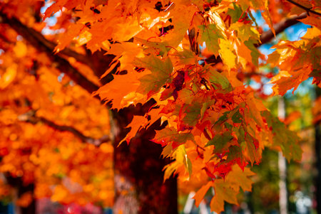 Maple branches display golden orange and red leaves in warm lightの写真素材