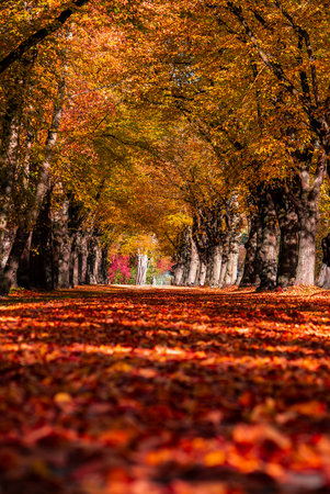 Autumn avenue with arching trees and leaf carpet in late afternoonの写真素材