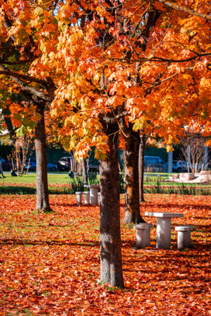 Urban park with maple canopy and fallen leaves in peak autumn