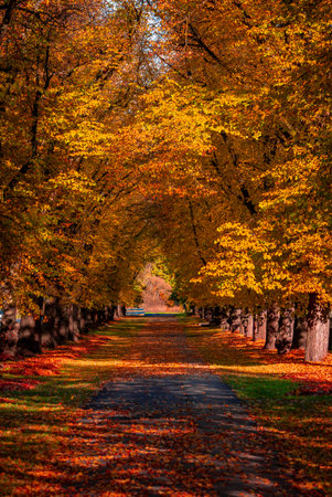 Tree lined pathway with glowing autumn foliage and leaf carpetの写真素材