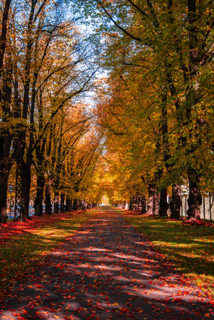 Symmetrical tree lined park path glows with peak autumn colorsの写真素材