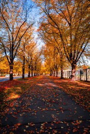 Tree lined urban pathway with golden leaves in late autumnの写真素材