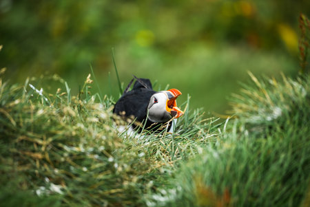 Atlantic puffin calls in overcast light on Iceland coastal cliff