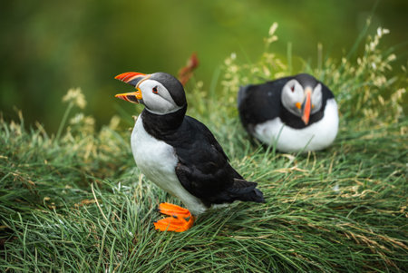 Atlantic puffins on Iceland cliff, one calling, one resting in summerの写真素材