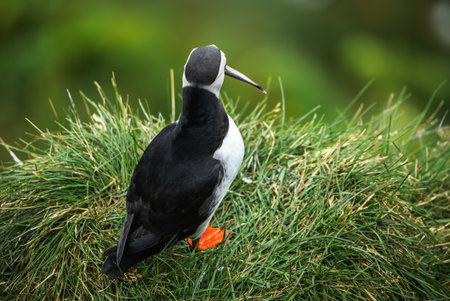 Atlantic puffin on coastal grass in Iceland during breeding seasonの写真素材