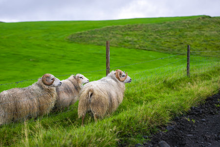 Icelandic sheep with curled horns along fence on green hillsideの写真素材