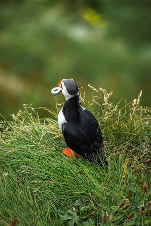 Atlantic puffin on grassy cliff with vivid bill in Iceland, summerの写真素材
