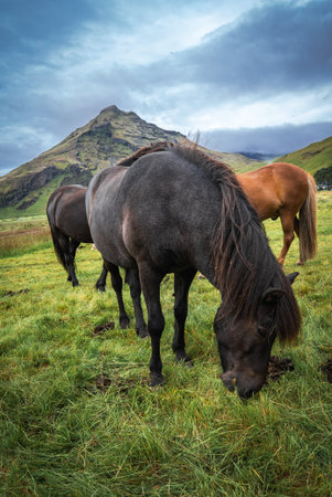 Icelandic horses graze below a mossy volcanic mountain in Icelandの写真素材
