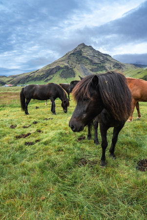 Icelandic horses graze by a pyramid volcanic peak near Vik, Icelandの写真素材