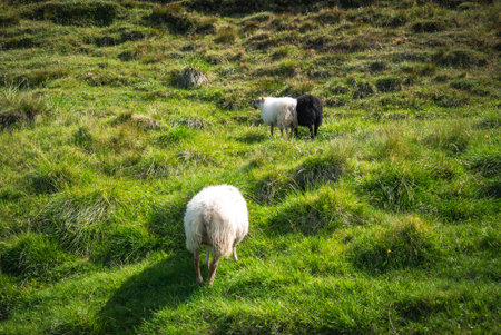 Icelandic sheep graze on mossy volcanic pasture in late daylightの写真素材