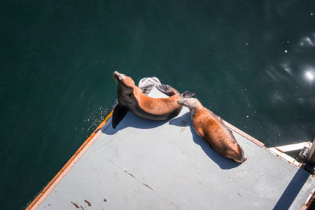 Sea lions on floating dock at Santa Cruz Wharf, California, middayの写真素材