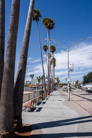 Palm lined promenade by Santa Cruz Beach Boardwalk and pier