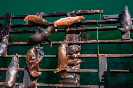Sea lions on wooden beams under pier at Santa Cruz Wharfの写真素材