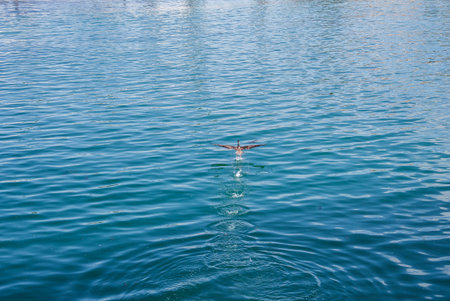 Seabird skims calm blue water in coastal Santa Cruz daylightの写真素材