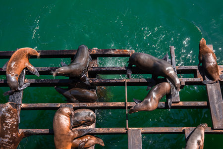 Aerial view of sea lions under Santa Cruz Municipal Wharf beamsの写真素材