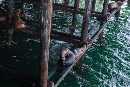 California sea lions under Santa Cruz Wharf on pier crossbeamsの写真素材