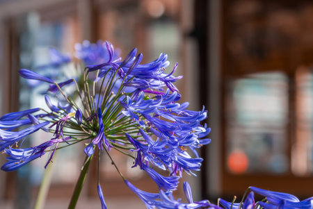 Purple blue agapanthus close up in warm light in San Francisco