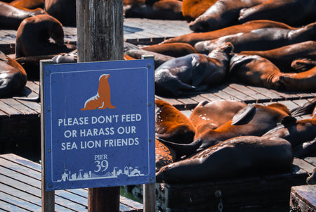 California sea lions on docks at Pier 39, Fishermans Wharf, San Franciscoの写真素材