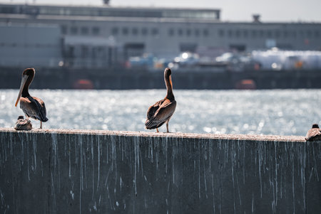 Brown pelicans on seawall by industrial pier in San Franciscoの写真素材