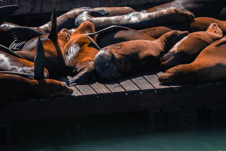 California sea lions rest on a sunlit dock at Pier 39, San Franciscoの写真素材