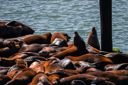 Sea lions crowd wooden docks at Pier 39, Fishermans Wharf, San Franciscoの写真素材