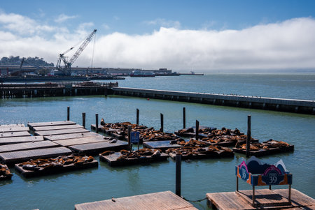Sea lions on floating docks at Pier 39 in San Francisco harborの写真素材