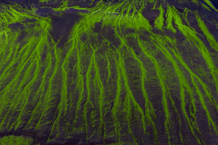 Aerial moss flows on dark volcanic slopes near Landmannalaugar, Iceland