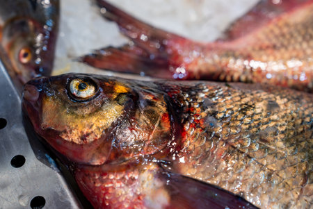 Fresh fish on ice at Riga Central Market fish pavilion, close upの写真素材