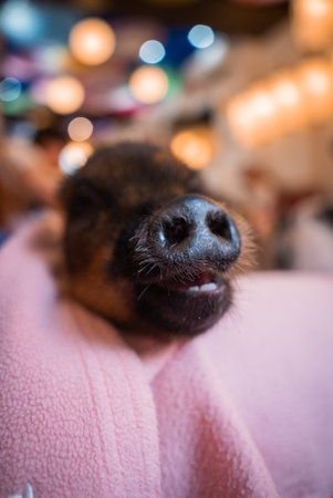 Close view of a small deer in pink blanket at Tokyo animal cafeの写真素材