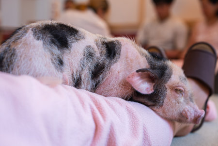 Tiny spotted piglet naps on a visitors lap in a Tokyo pet cafeの写真素材