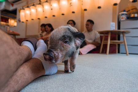 Piglet explores tatami room in a themed animal cafe in Tokyoの写真素材
