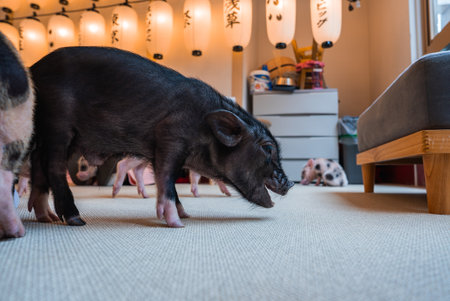 Miniature pigs roam a Japanese themed animal cafe in Tokyoの写真素材