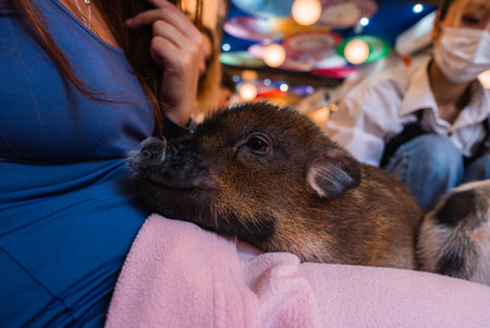 Piglet rests on visitors lap in colorful Tokyo animal cafe settingの写真素材