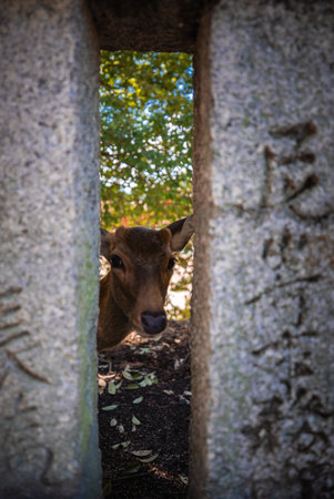 Deer peeks between inscribed stone pillars on Itsukushima Islandの写真素材