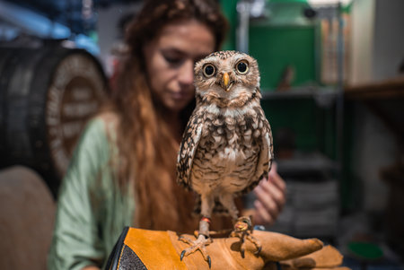 Small owl on gloved hand inside an animal handling style cafeの写真素材