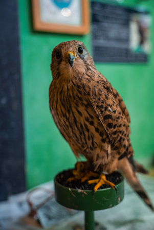 Kestrel close up on green stand in indoor exhibit near Hiroshimaの写真素材