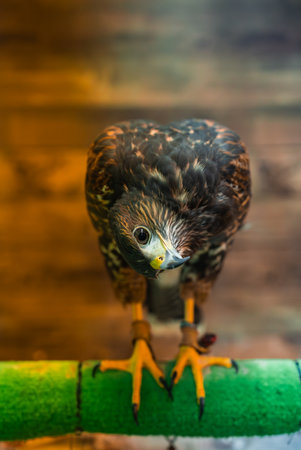 Trained raptor on green perch indoors with leather jesses visibleの写真素材