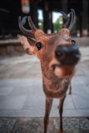 Close up sika deer in Nara Japan near temple walkway investigates lensの写真素材
