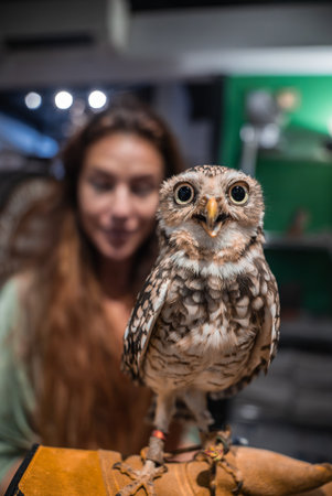 Trained small owl on gloved hand indoors, eyes fixed on cameraの写真素材