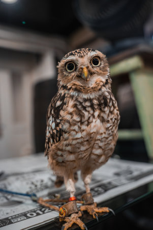 Small owl with jesses stands on tabletop indoors, eye level viewの写真素材