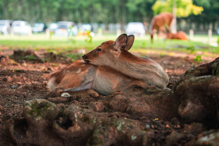 Young sika deer resting in Nara Park with blurred backgroundの写真素材