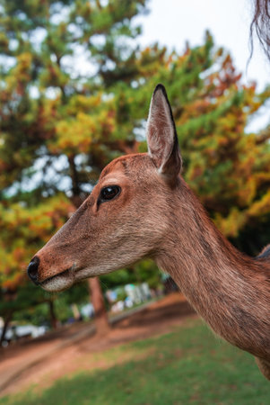 Sika deer close up profile in Nara Park with autumn treesの写真素材