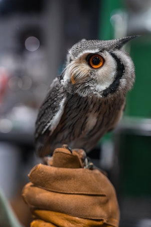 Owl with orange eyes perches on gloved hand in Hiroshima areaの写真素材