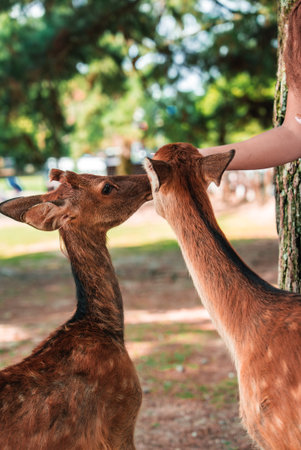 Sika deer nuzzle a visitors arm in Nara Park, Japan, close upの写真素材